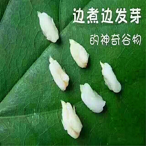 莜麦生活内蒙古塞主粮去壳去芒破壁裸燕麦全胚芽米粗粮莜麦仁代餐 - 图0