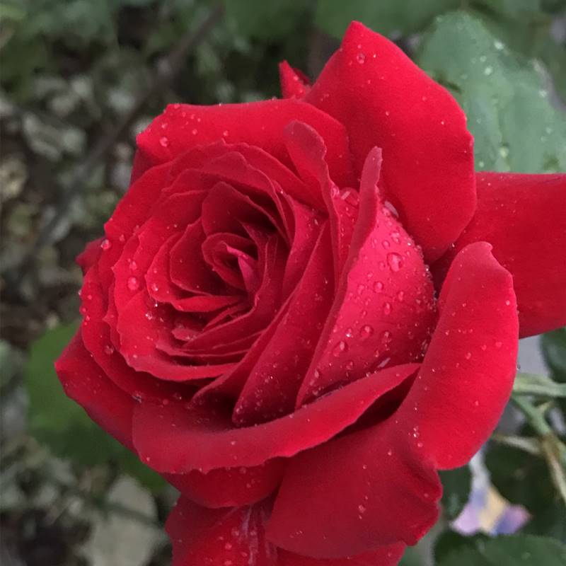 玫瑰花苗红色卡罗拉四季开花盆栽蜜桃雪山艾莎松之梦切花月季大苗