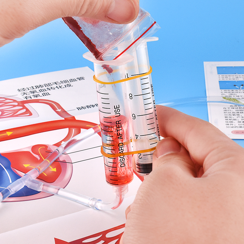 儿童认识人体器官血液循环模型教具图初中生物小学生医学实验器材 - 图2