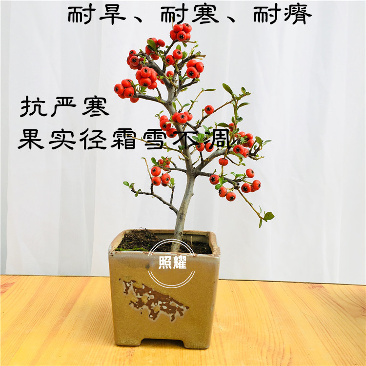 火棘树苗盆栽盆景老桩绿植四季观花观果植物阳台客厅庭院当年挂果 - 图3