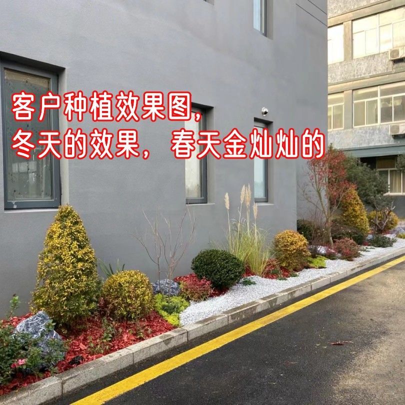 花镜绿植冬盆栽窗台阳台庭院耐热观叶四季常青多年生好养花境植物 - 图3