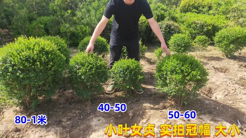 小叶女贞球棒棒糖造型盆景树苗耐寒树苗庭院别墅四季常绿植物好养 - 图1