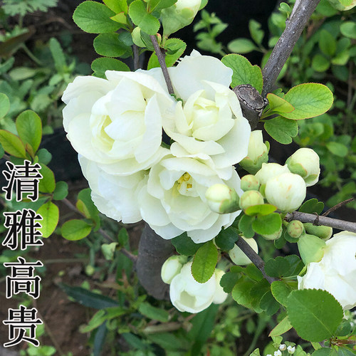 银长寿绿宝石海棠花苗花卉盆栽盆景室内客厅阳台绿植花卉耐寒观花 - 图0