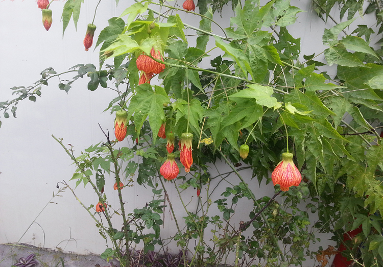 阳台花园垂吊花卉木本灯笼风铃花纹瓣悬铃金铃花盆栽倒挂金钟花苗 - 图2