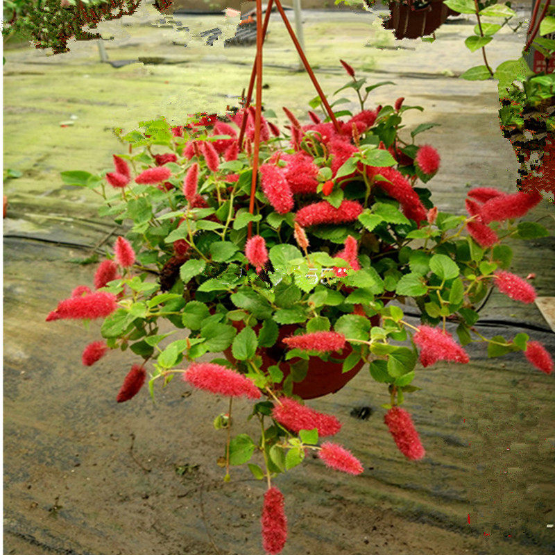 红缨吊兰岁岁红垂吊盆栽狗尾红口红吊兰红色吊兰垂吊花卉花期久,淘宝优惠券,粉丝福利购,淘宝优惠卷