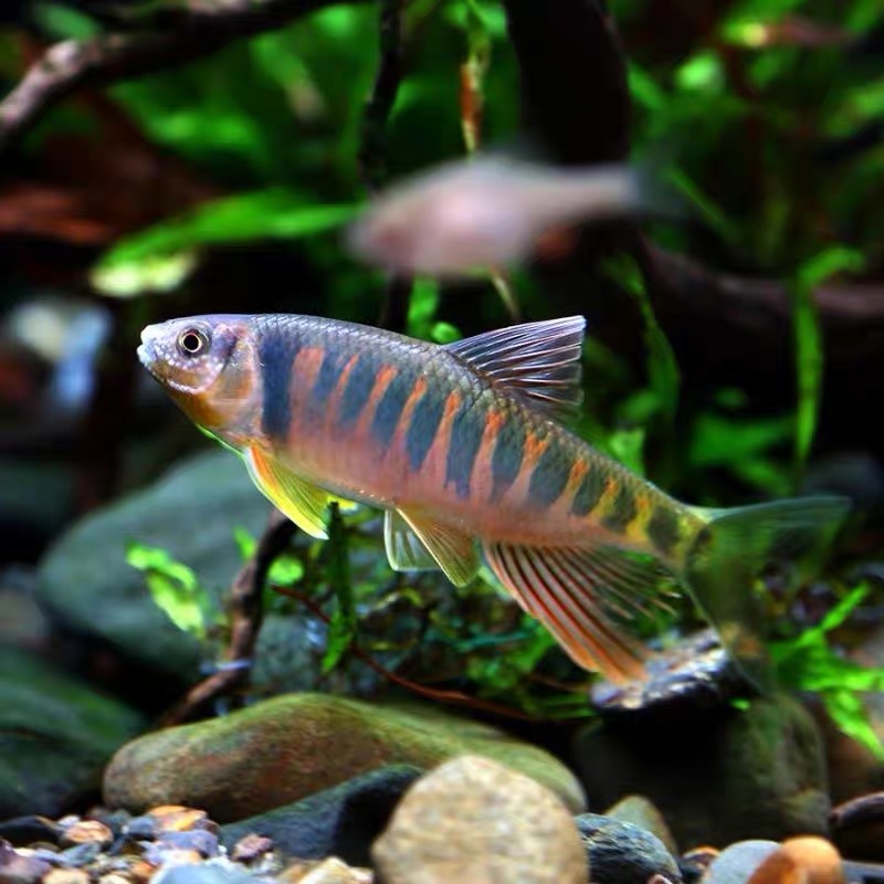 网红观赏鱼长鳍鱲宽鳍鱲桃花鱼原生态水族溪流鱼冷水鱼淡水鱼混养 - 图2