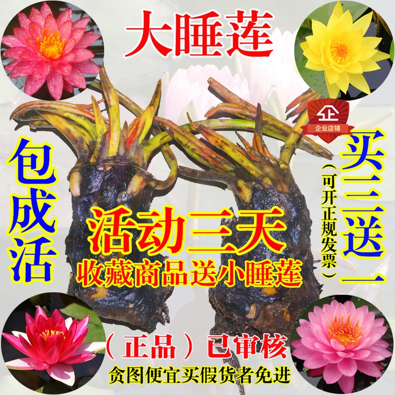 四川成都大睡莲根块根茎池塘鱼缸水缸水生水培植物睡莲水养盆栽花 - 图2