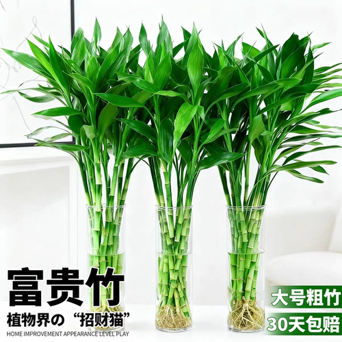 富贵竹水培植物客厅招财竹盆栽转运竹水养带根文昌竹室内桌面绿植 - 图0