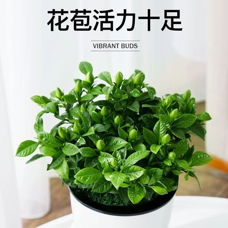 栀子花盆栽植物室内四季开花大盆带花发货观赏花绿植室内净化空气