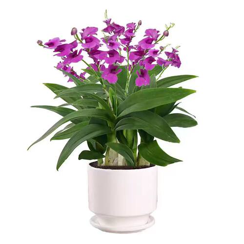 香水石斛兰盆栽带花室内花卉植物客厅办公桌面绿植好养活耐阴鲜花 - 图3