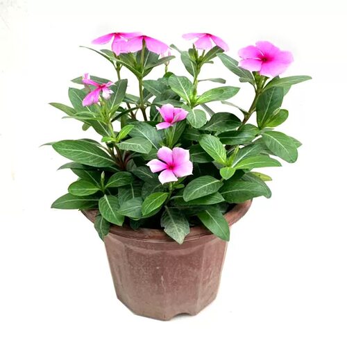 长春花盆栽带花大苗日日春室内阳台庭院凤仙花好养四季开花卉植物 - 图3