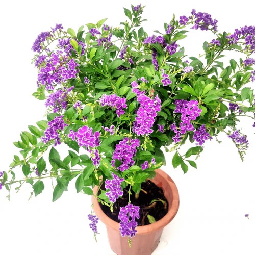 蕾丝金露花盆栽棒棒糖室内植物紫色鲜花阳台庭院耐热四季花卉绿植 - 图3