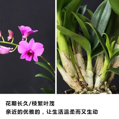 香水石斛兰盆栽带花室内花卉植物客厅办公桌面绿植好养活耐阴鲜花 - 图2