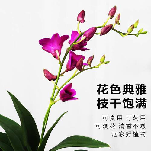 香水石斛兰盆栽带花室内花卉植物客厅办公桌面绿植好养活耐阴鲜花 - 图0