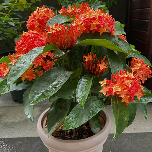 龙船花盆栽带花苞老桩水绣球花苗室内外阳台庭院四季好养花卉植物 - 图2