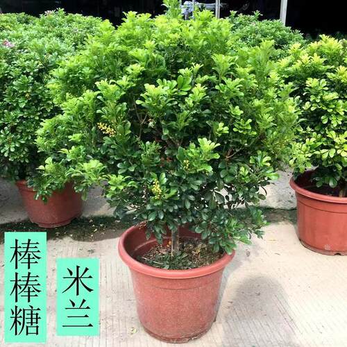 香水米兰花盆栽带花棒棒糖树苗室内阳台庭院驱蚊植物浓香花卉绿植 - 图2