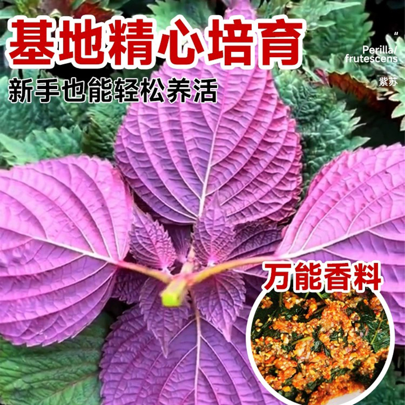 紫苏盆栽可食用迷迭香新鲜紫苏叶阳台庭院四季清香驱蚊绿植物薄荷 - 图0