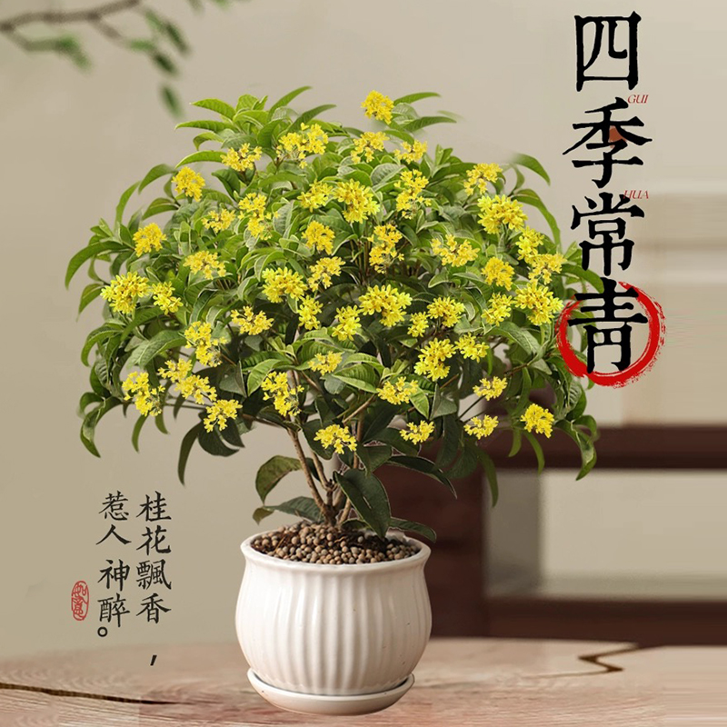 四季桂花盆栽树苗带花浓香型花卉室内桌面四季开花植物庭院好养花 - 图1