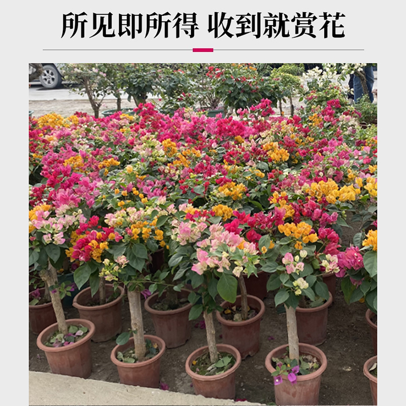 棒棒糖三角梅盆栽带花混色老桩绿植阳台庭院耐寒四季开花卉盆景树 - 图0