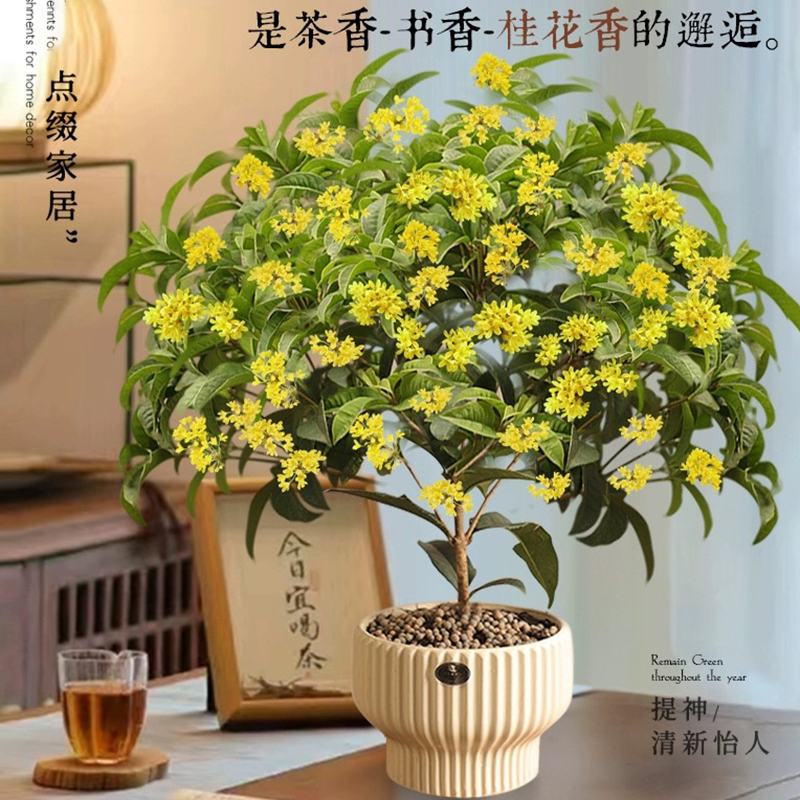 四季桂花盆栽树苗带花浓香型花卉室内桌面四季开花植物庭院好养花 - 图0