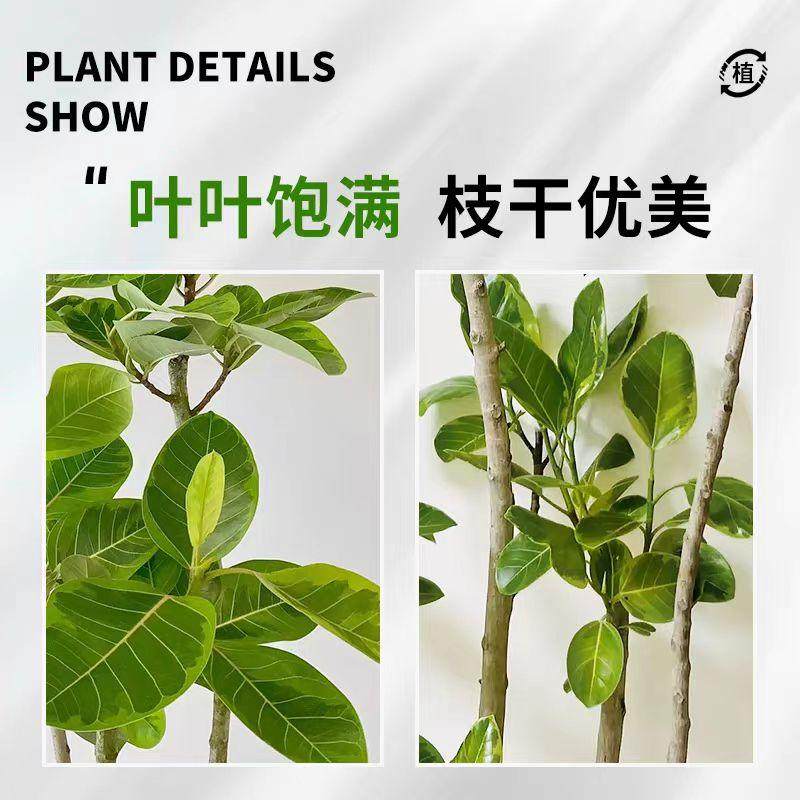 黄金榕绿植室内大型植物花叶橡皮树盆栽客厅旺宅四季青叶富贵榕树,淘宝优惠券,粉丝福利购,淘宝优惠卷