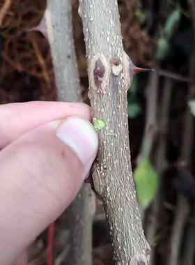 花椒苗树盆栽食用青花椒苗庭院果树南方北方种植盆栽地栽当年结果