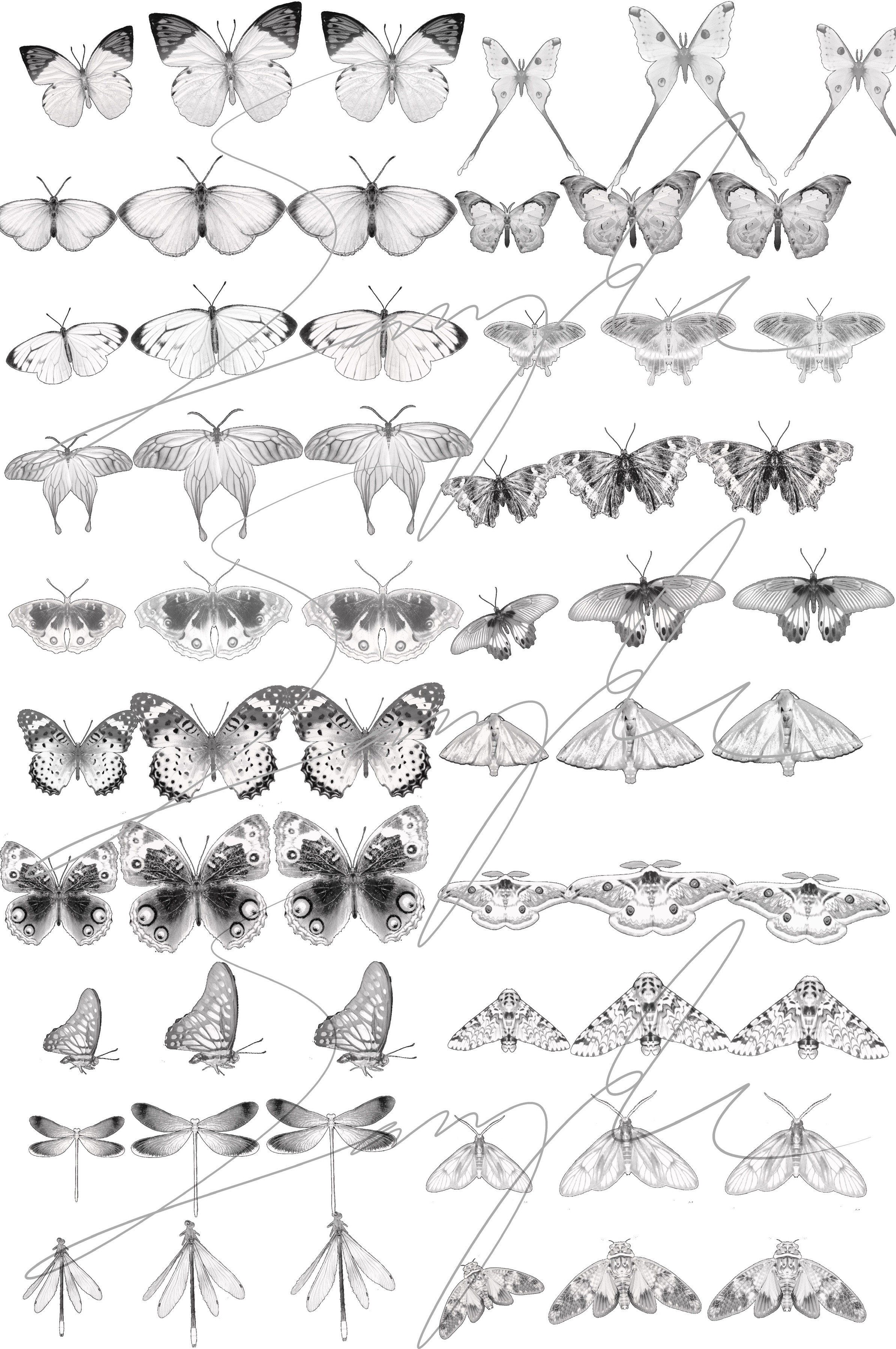 【procreate笔刷】蝴蝶蜻蜓飞蛾蝉昆虫共53款kyd自制ipad绘画 - 图2