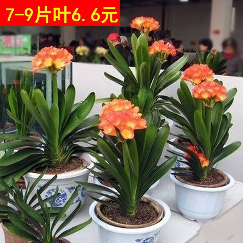 君子兰盆栽精品绿植花卉植物室内圆头和尚四季带花苞大苗当年开花-图2