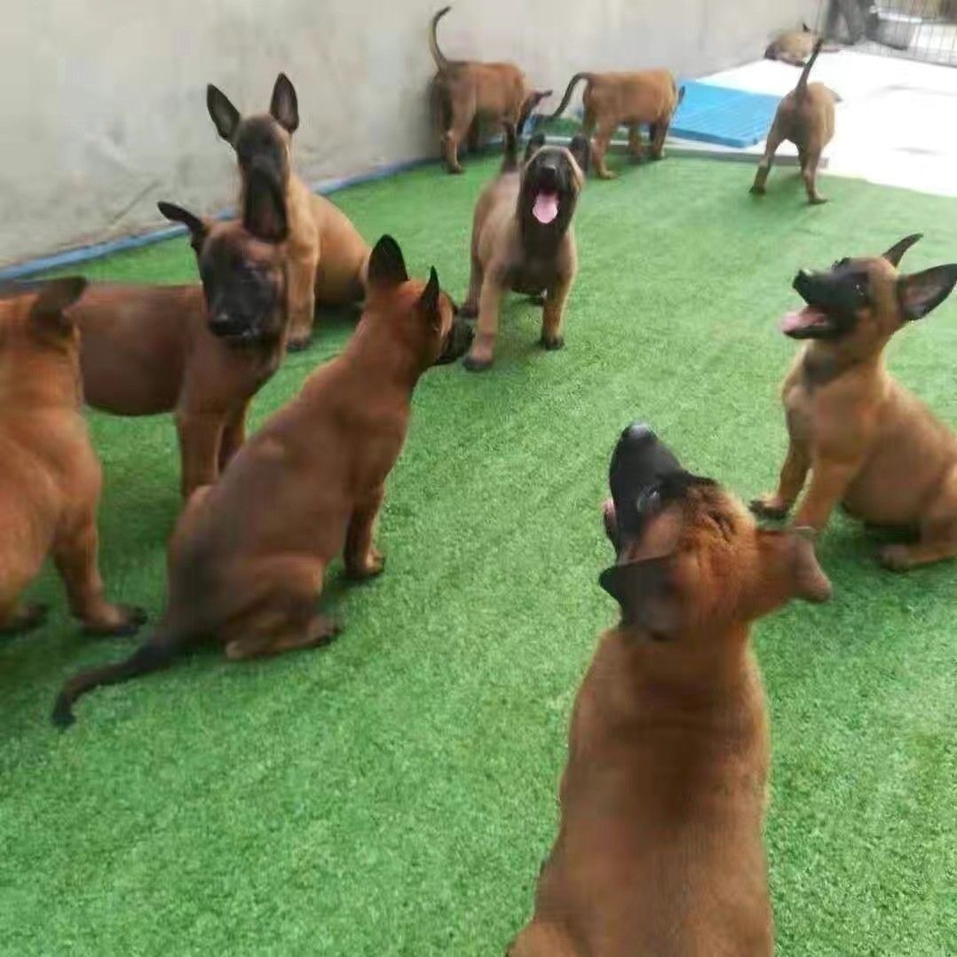 混血马犬幼犬黄马黑红马犬狗犬护卫犬马犬幼犬家养比利时马犬看门-图1