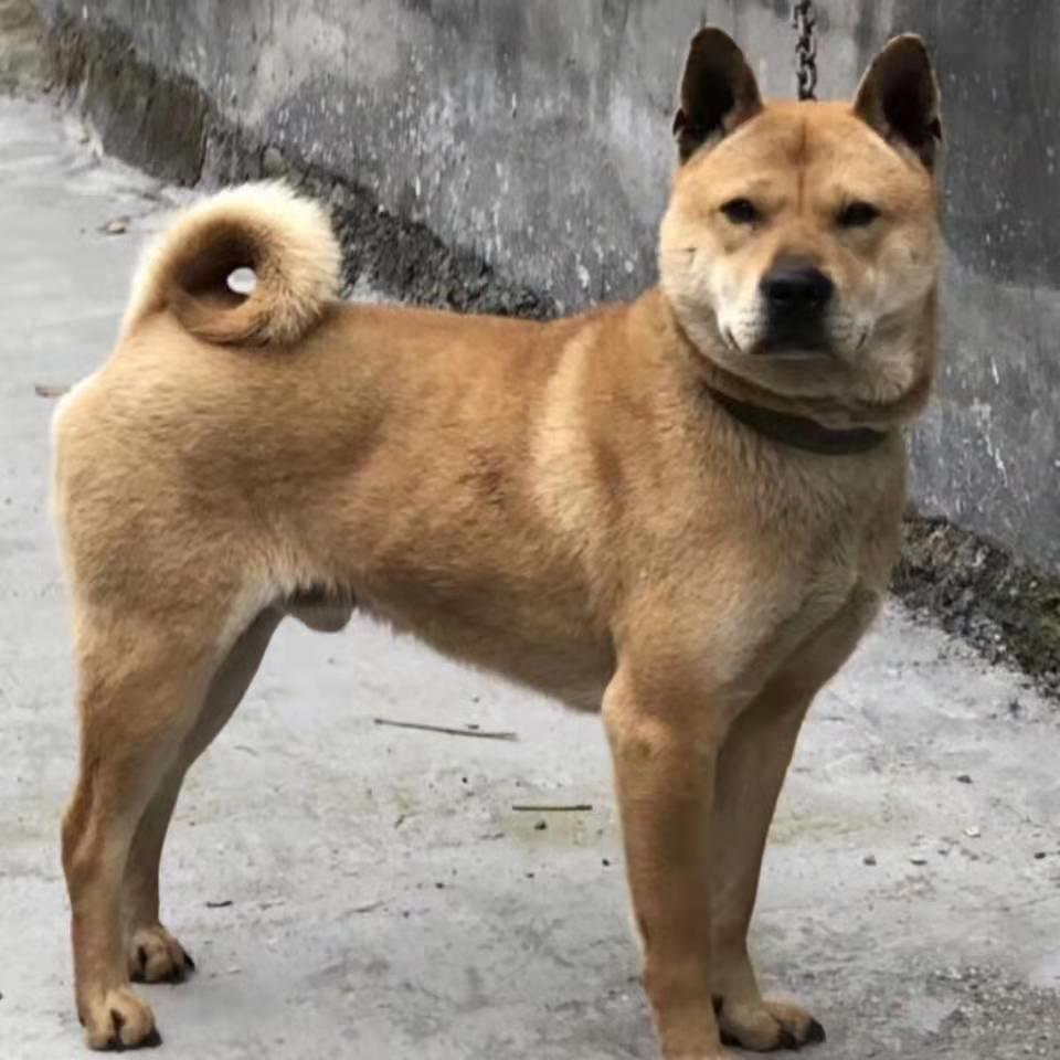 广西田园犬纯土狗看家护院家土猎狗黑狗黄狗白面狗家养虎头土虎斑-图1