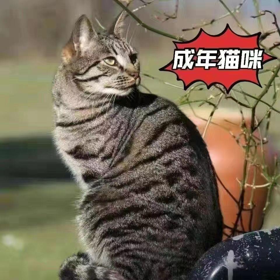 小猫猫咪活体捉捕鼠猫青年猫中华田园猫网红橘猫狸花猫异瞳猫家猫 - 图1