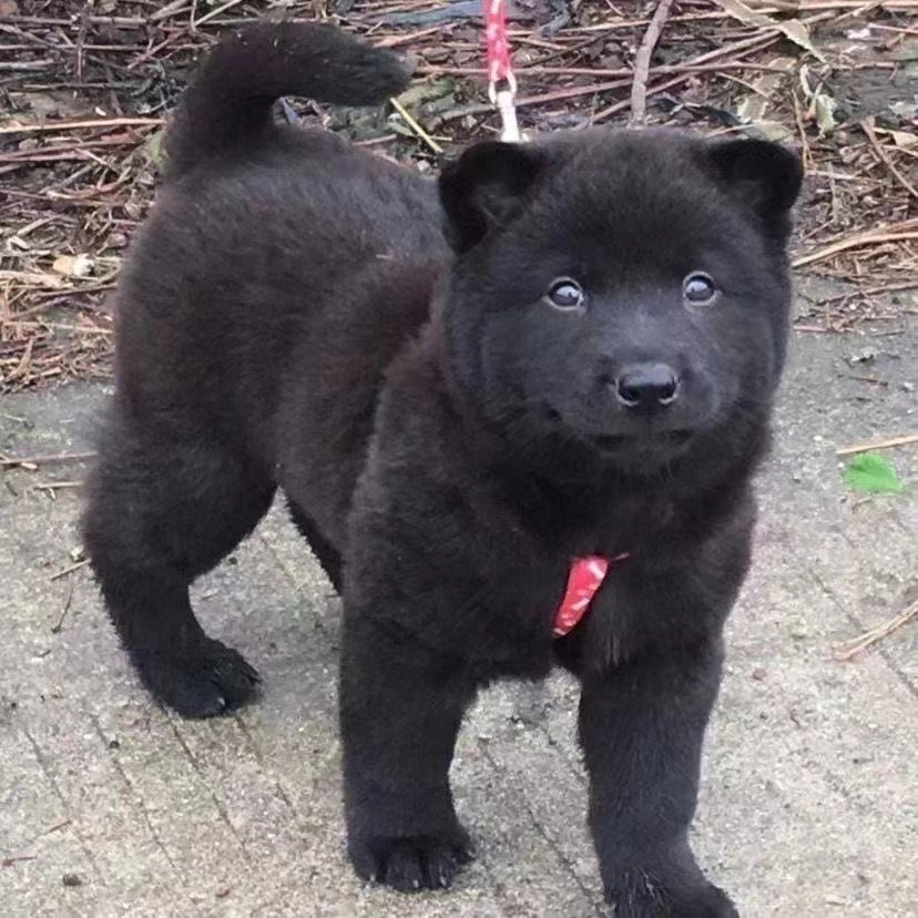 广西土猎犬幼犬虎头纯黑色狗狗赶山犬五黑犬猎犬混血活物狗黑狗犬-图1