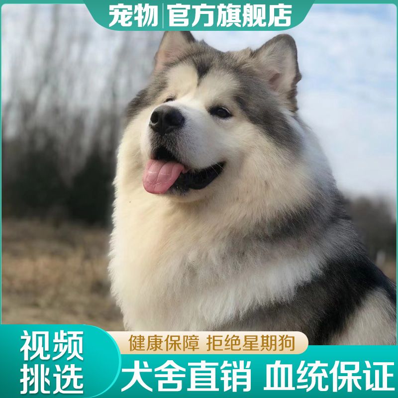 熊版阿拉斯加犬巨型犬双血统大骨架雪橇犬活物阿拉斯加犬幼犬纯种-图0