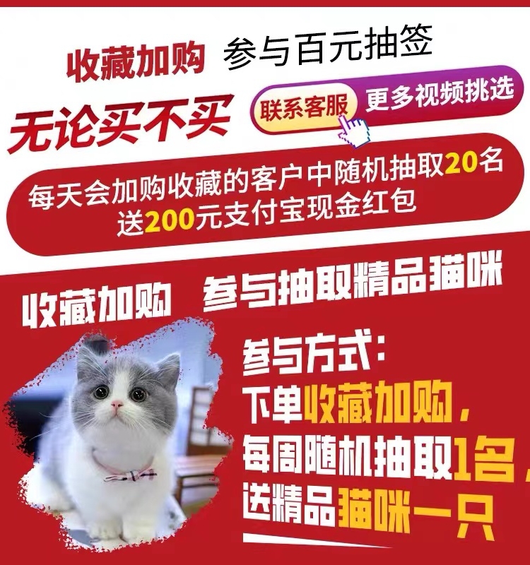 猫咪活物宠物幼猫英短猫猫幼崽布偶美短暹罗金银渐层橘猫蓝猫小猫-图0