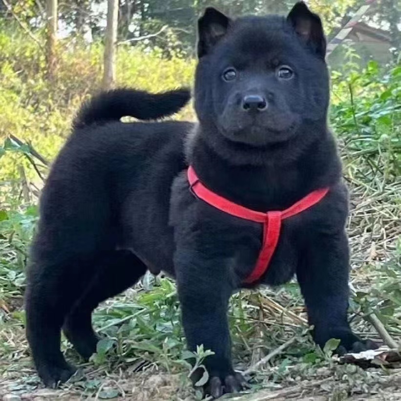 广西土猎犬幼犬虎头纯黑色狗狗赶山犬五黑犬猎犬混血活物狗黑狗犬-图0