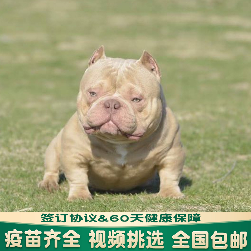 恶霸幼犬纯种赛级美国恶霸犬双血统蓝黑色丁香色口袋蛤蟆体恶霸犬 - 图2