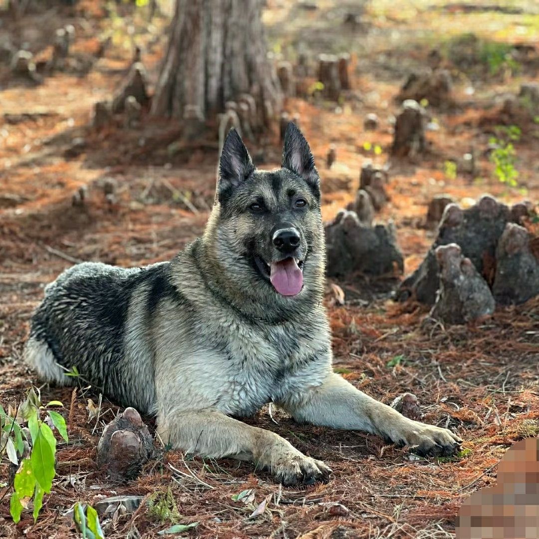 昆明犬幼犬短毛巨型昆明犬大型看家护院狼狗幼崽昆明狼犬大骨架狗 - 图1