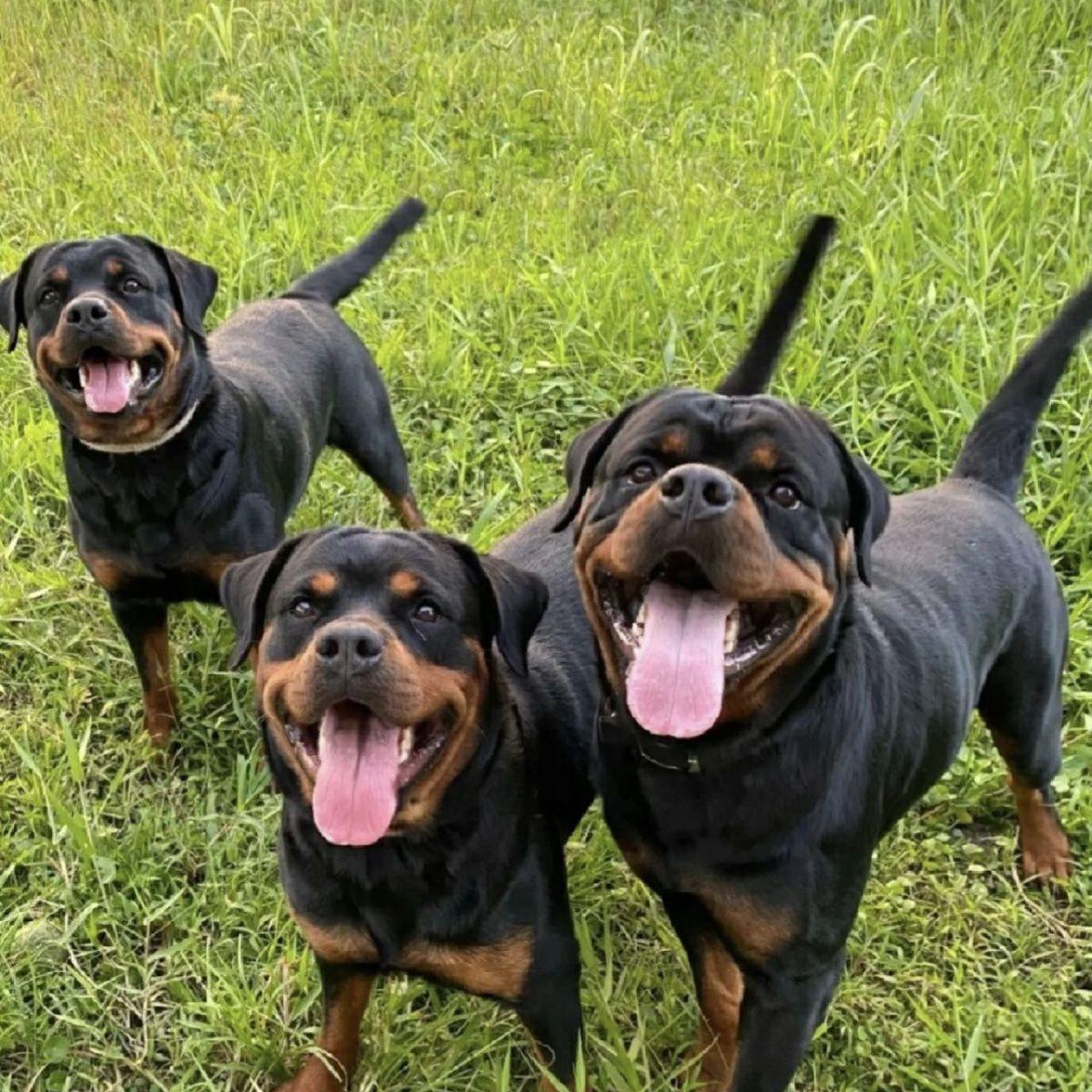 大型罗威纳犬活物狗德国牧羊恶霸警猛护卫单机灵护院陪护幼崽 - 图1