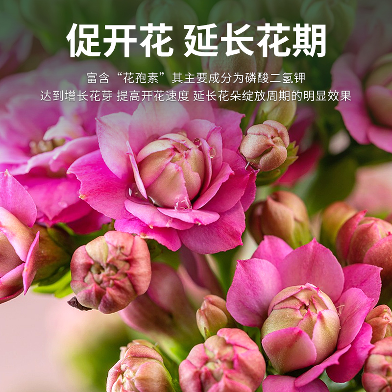 长寿花肥料开花养花促花长寿花专用肥料长寿花营养液营养颗粒肥