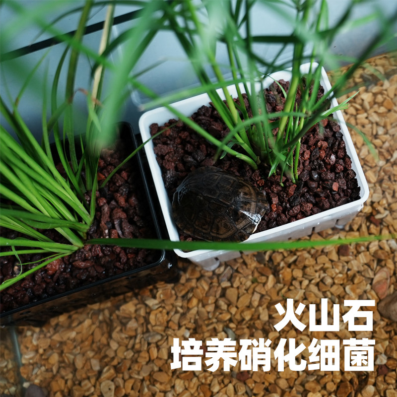 乌龟缸鱼缸水培植物盒固定器绿植隔离定植篮支架生态造景装饰配件,淘宝优惠券,粉丝福利购,淘宝优惠卷