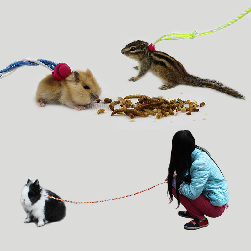 豚鼠荷兰猪牵引绳专用仓鼠松鼠兔子外出带溜宠物防挣脱牵引绳衣服,淘宝优惠券,粉丝福利购,淘宝优惠卷