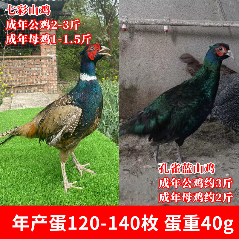 纯种七彩山鸡种蛋受精蛋可孵化种鸡蛋孔雀蓝山鸡野鸡种蛋高受精率,淘宝优惠券,粉丝福利购,淘宝优惠卷