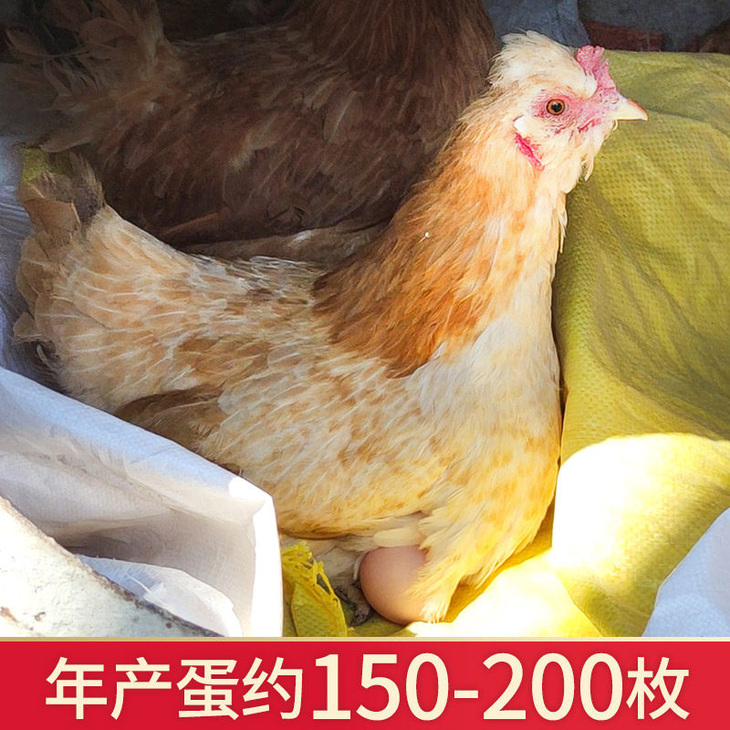 正宗北京油鸡种蛋受精蛋可孵化中华宫廷黄鸡土鸡种蛋受精蛋孵化鸡,淘宝优惠券,粉丝福利购,淘宝优惠卷