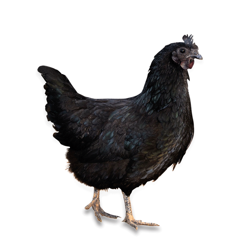 纯种万源旧院黑鸡种蛋受精蛋可孵化高产绿壳五黑鸡土鸡种蛋鸡苗,淘宝优惠券,粉丝福利购,淘宝优惠卷