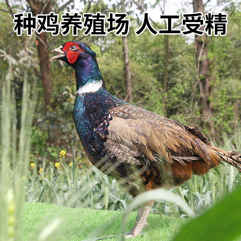 纯种七彩山鸡种蛋受精蛋可孵化种鸡蛋孔雀蓝山鸡野鸡种蛋高受精率,淘宝优惠券,粉丝福利购,淘宝优惠卷