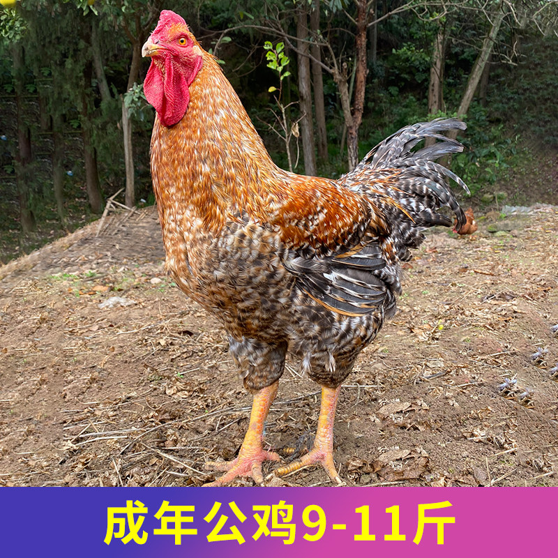 金芦花鸡种蛋受精蛋可孵化种蛋受精鸡蛋纯土鸡种蛋孵小鸡的蛋包邮,淘宝优惠券,粉丝福利购,淘宝优惠卷