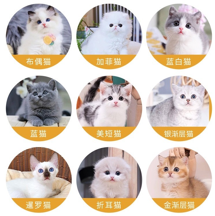 洛阳本地猫舍出售开脸德文卷毛猫阿比西尼亚猫无毛猫幼崽宠物猫咪-图2