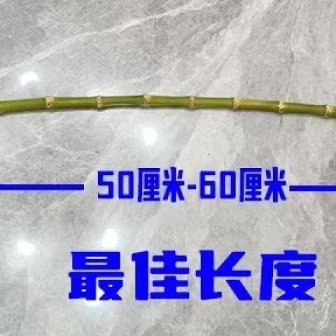 罚打藤条鞭教鞭竹教师专用棍子实心藤条教棍神器竹子戒尺教学,淘宝优惠券,粉丝福利购,淘宝优惠卷