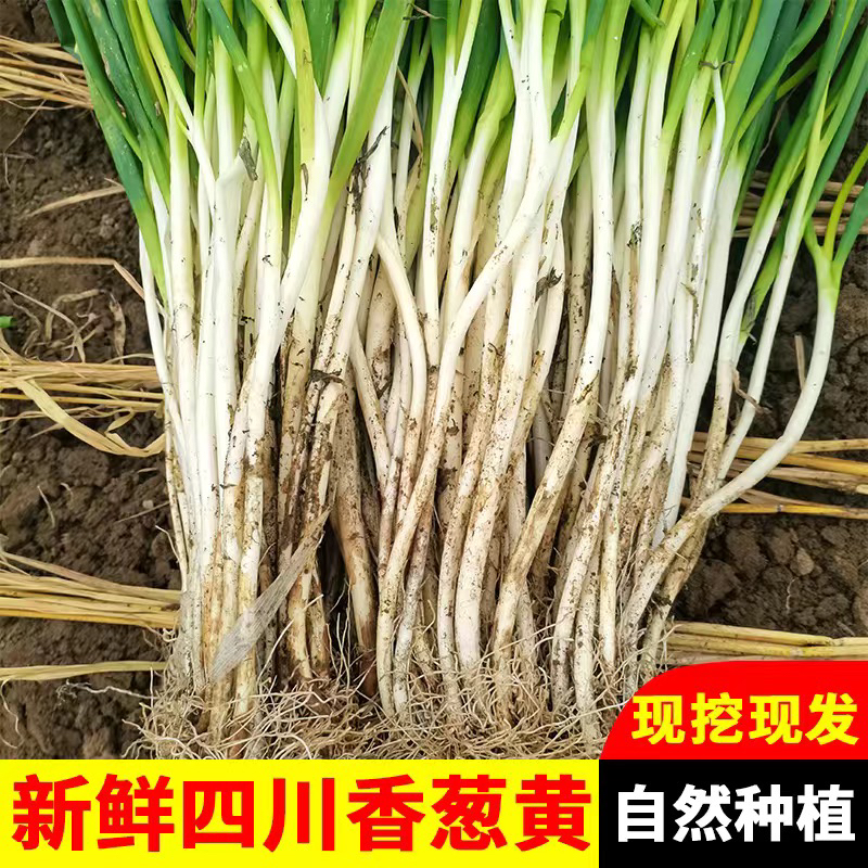 四川大葱新鲜葱黄农家蔬菜自种葱白本地大葱分葱小细葱脆香葱嫩葱 - 图0