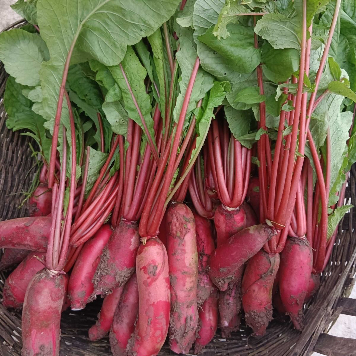 红皮白心红萝卜带叶重四川农家菜泡菜素材可腌制胭脂水萝卜,淘宝优惠券,粉丝福利购,淘宝优惠卷